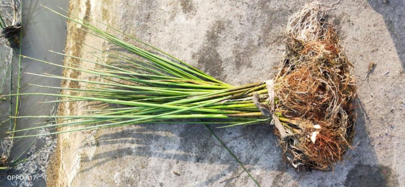 永信水生植物水葱基地直销，无中间商，包成活后期不活免费补
