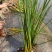 永信水生植物水葱基地直销，无中间商，包成活后期不活免费补