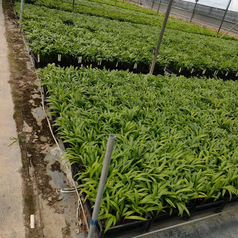 海岛罗汉松红芽罗汉松庭院景观造型盆栽绿植