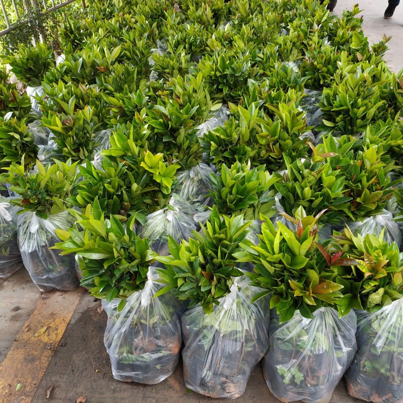 澳洲火焰木苗小袋苗庭院园林绿化观花树种好养