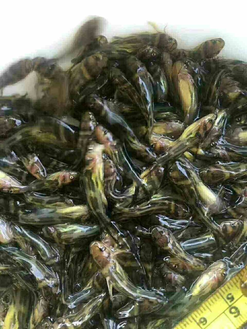 黄骨鱼苗黄桑鱼黄辣丁杂交黄骨鱼苗，专车配送。