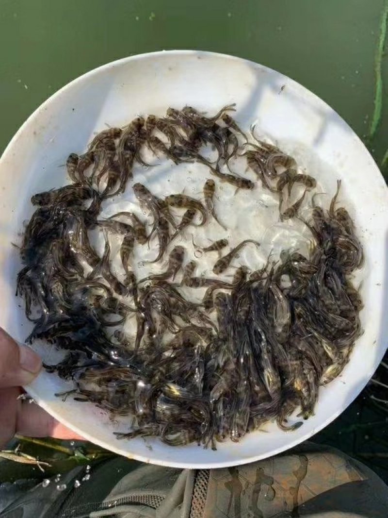 黄骨鱼苗黄桑鱼黄辣丁杂交黄骨鱼苗，专车配送。