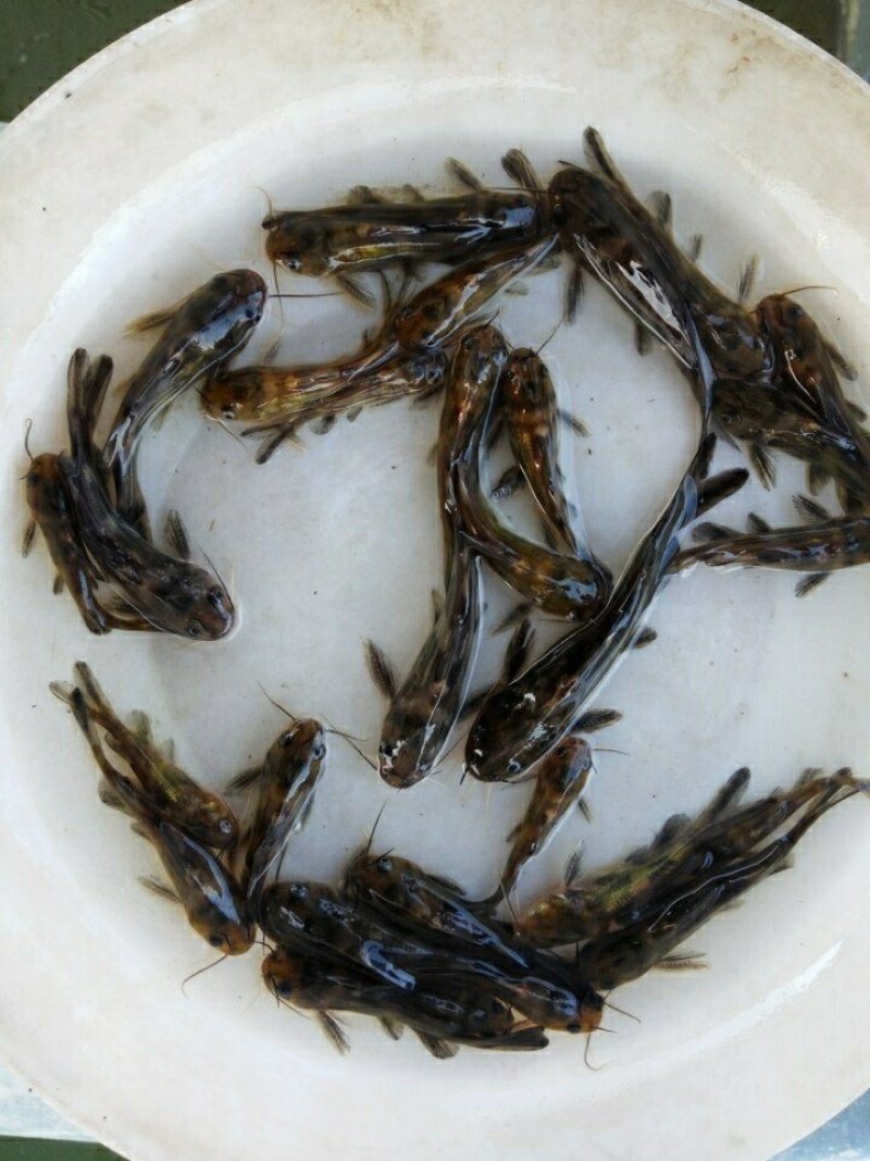 黄骨鱼苗黄桑鱼黄辣丁杂交黄骨鱼苗，专车配送。