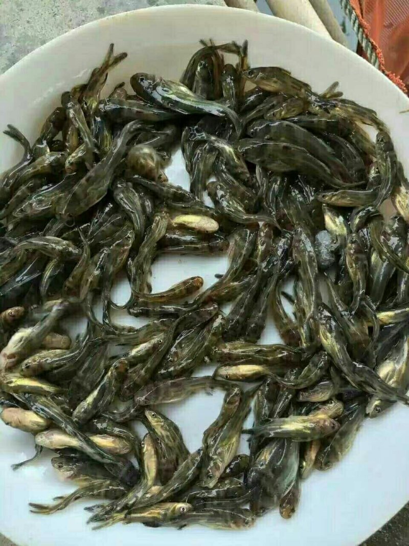 黄骨鱼苗黄桑鱼黄辣丁杂交黄骨鱼苗，专车配送。