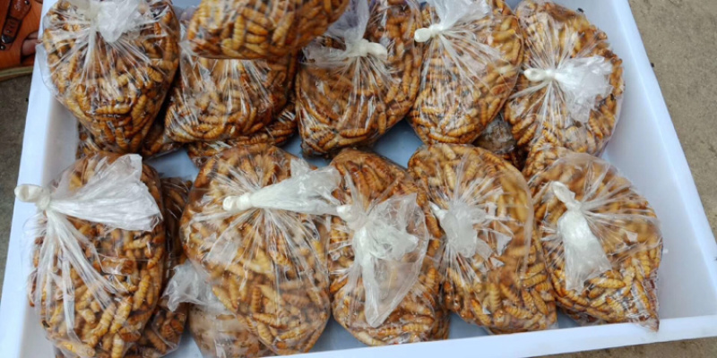 食用蚕蛹医药蚕蛹活蚕蛹非抽丝过的蚕蛹病人小孩补蛋白质