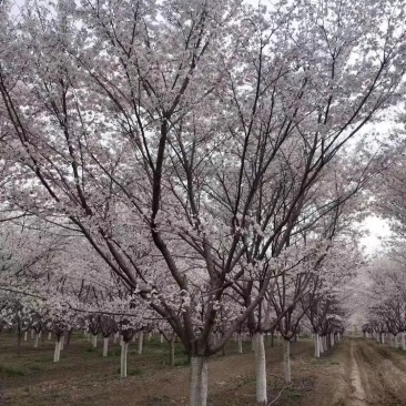樱花，早樱，晚樱，染井吉野樱，各种规格大量供应。