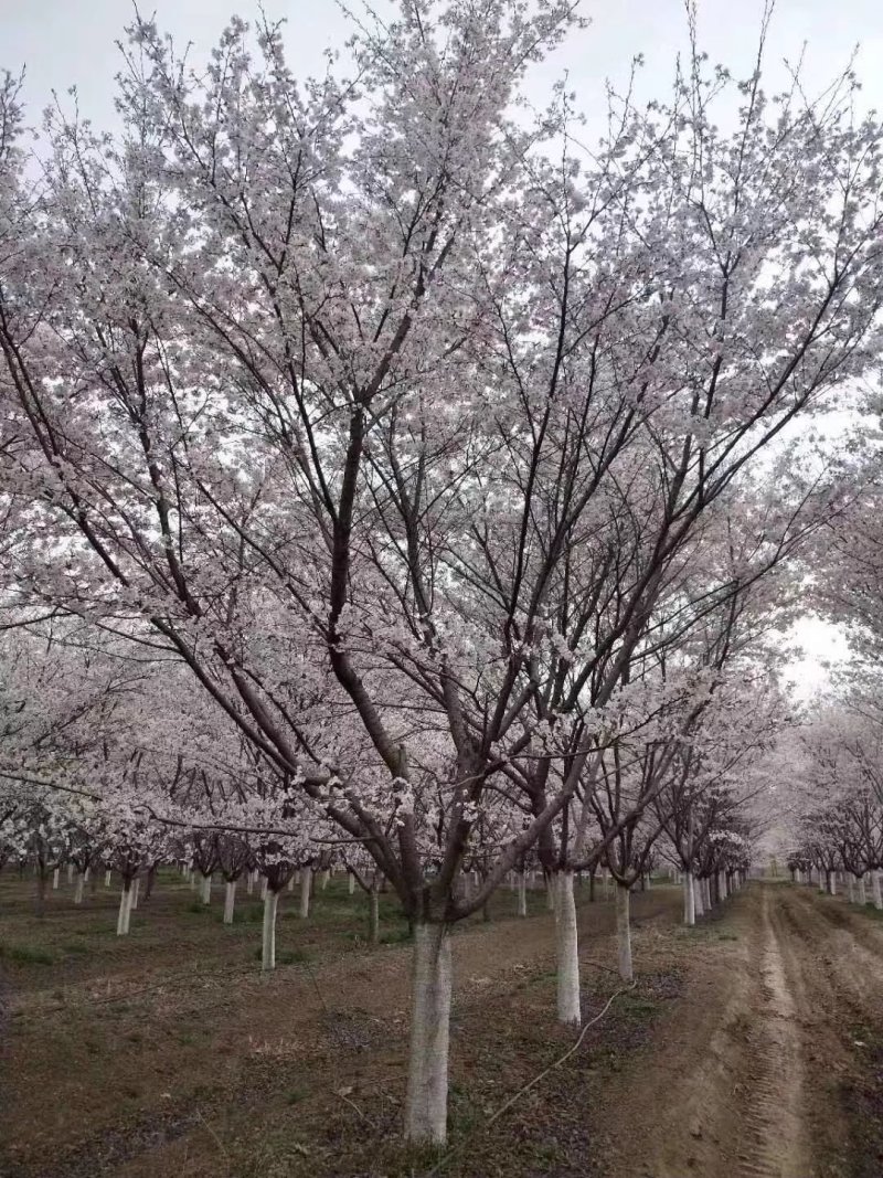 樱花，早樱，晚樱，染井吉野樱，各种规格大量供应。