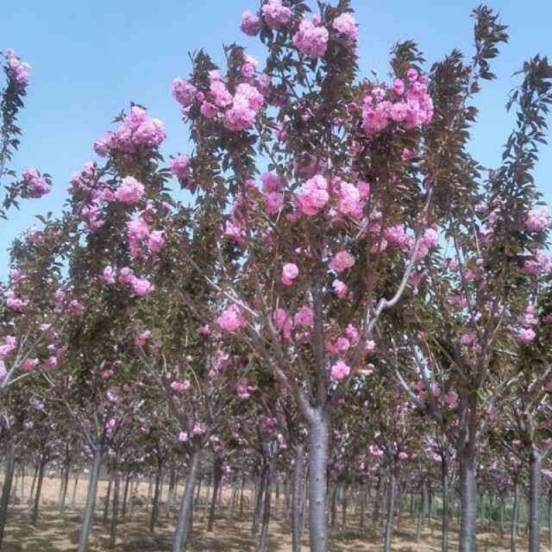 绿化树