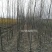 速生美国竹柳树苗包邮垂柳小苗工程绿化苗