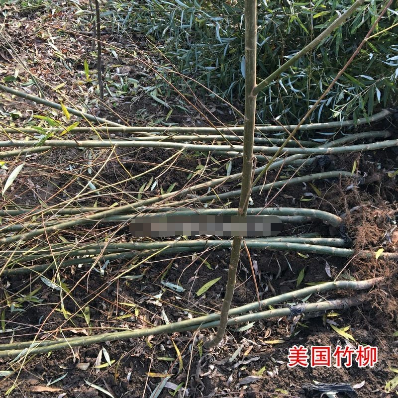 速生美国竹柳树苗包邮垂柳小苗工程绿化苗
