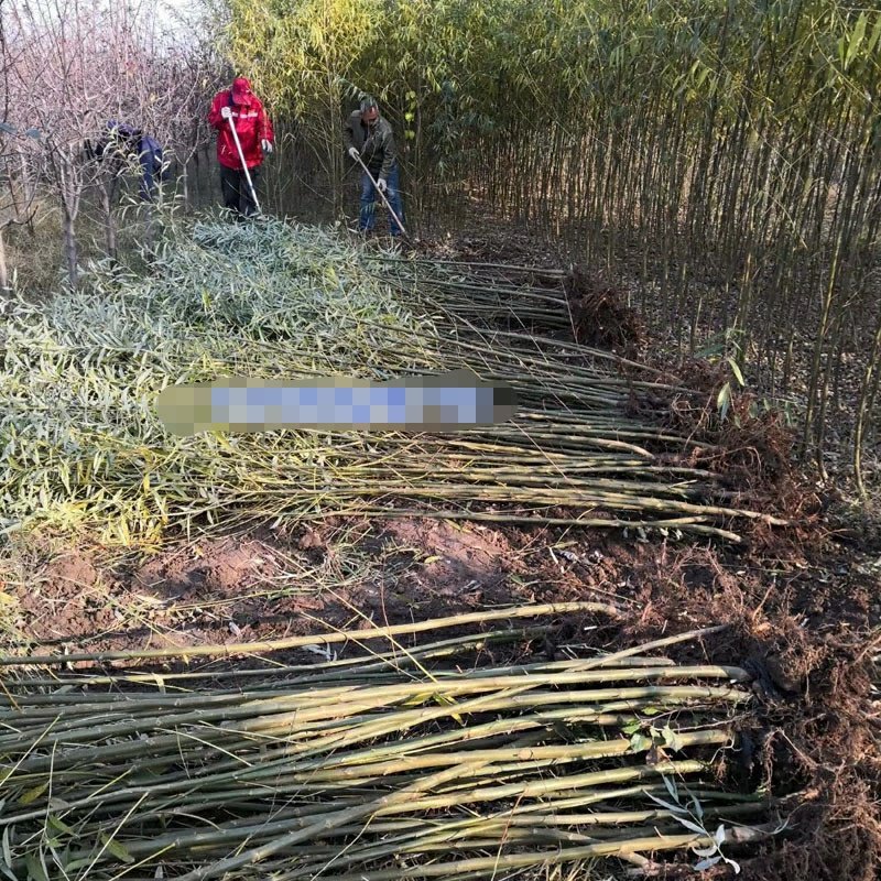 速生美国竹柳树苗包邮垂柳小苗工程绿化苗