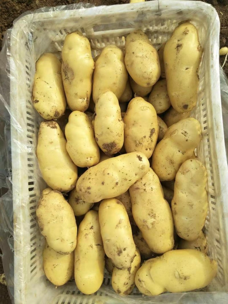 安丘露天土豆半斤冷库陆续出货