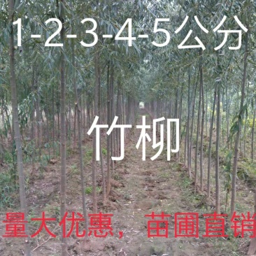 速生美国竹柳树苗包邮垂柳小苗工程绿化苗