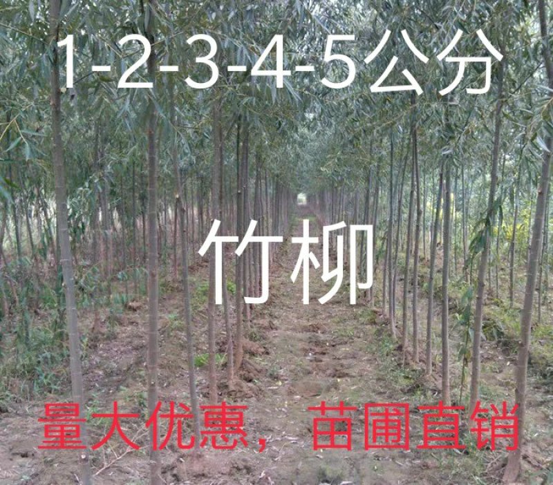 速生美国竹柳树苗包邮垂柳小苗工程绿化苗