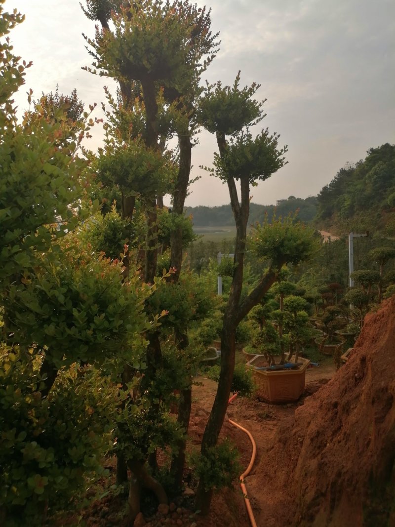 小叶赤楠，桩景，盆景批发出售。