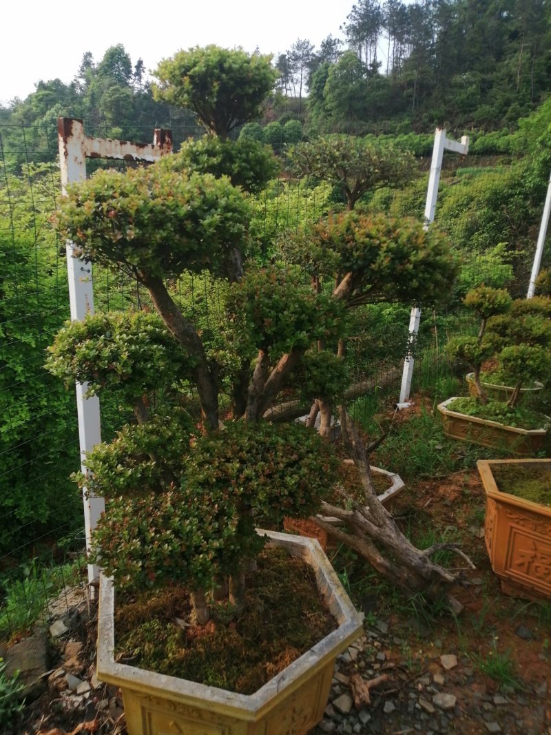 小叶赤楠，桩景，盆景批发出售。