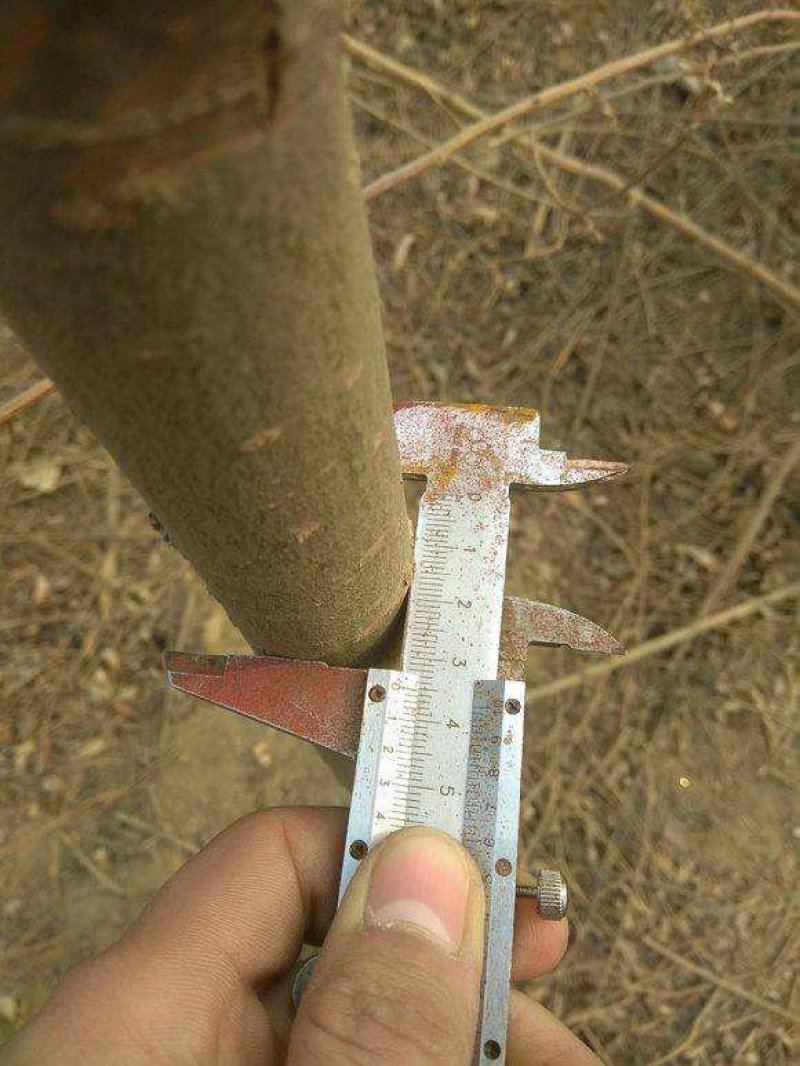 速生美国竹柳树苗包邮垂柳小苗工程绿化苗