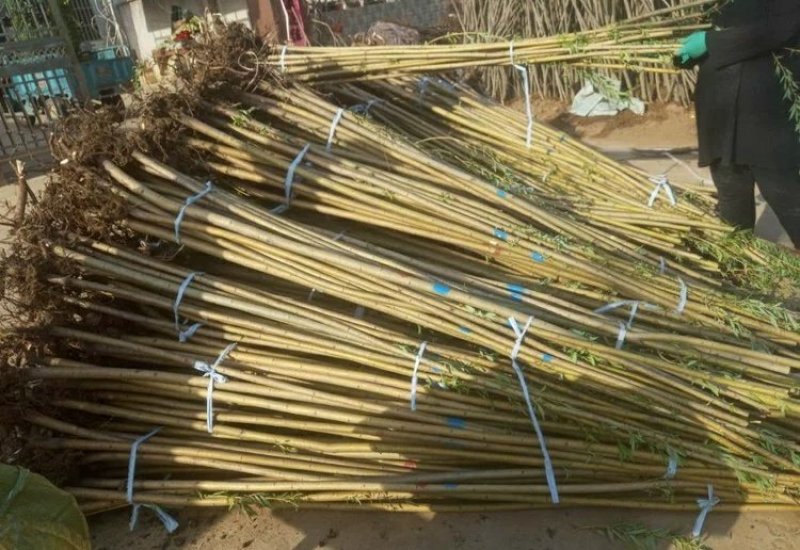 黄金柳金丝垂柳树苗垂杨柳苗青皮柳苗南北方种植庭院遮阴
