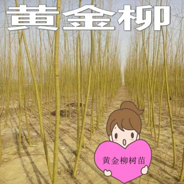 黄金柳金丝垂柳树苗垂杨柳苗青皮柳苗南北方种植庭院遮阴