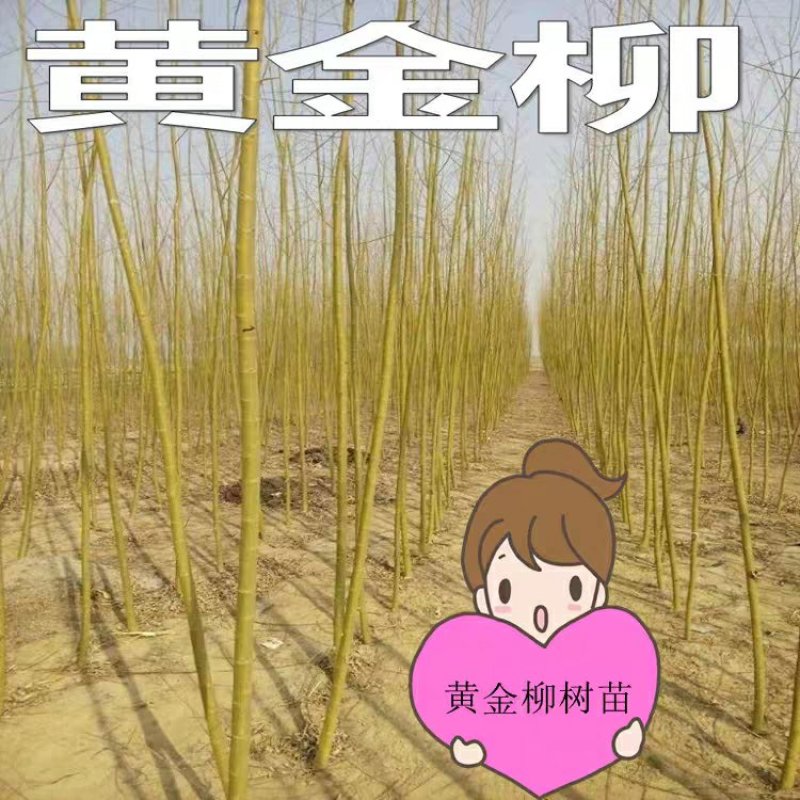 黄金柳金丝垂柳树苗垂杨柳苗青皮柳苗南北方种植庭院遮阴