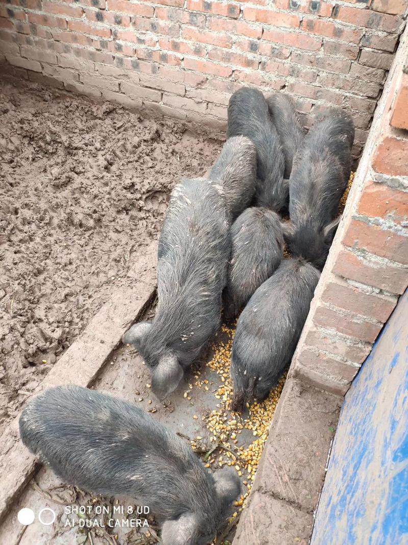 藏香猪，二十来斤的种猪