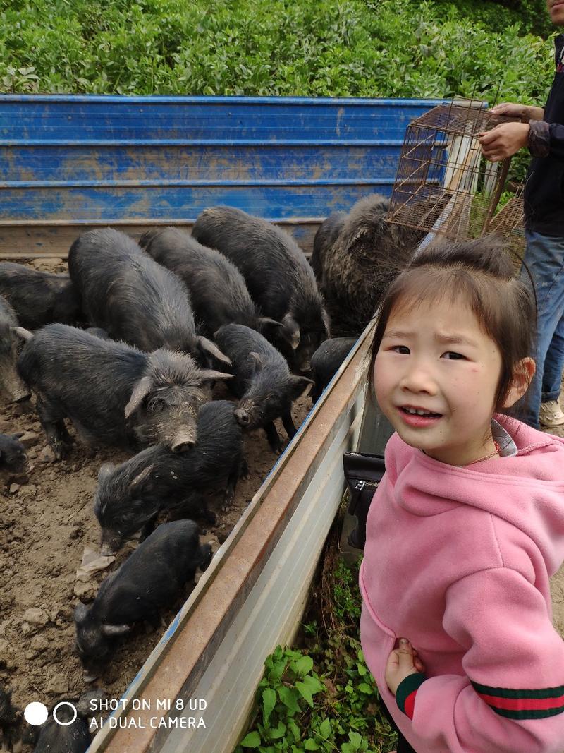 藏香猪，二十来斤的种猪