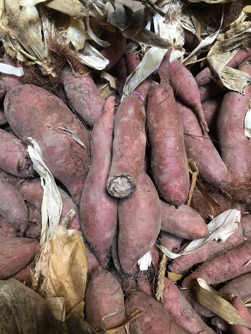 红薯济薯26大量出售中通货商品薯