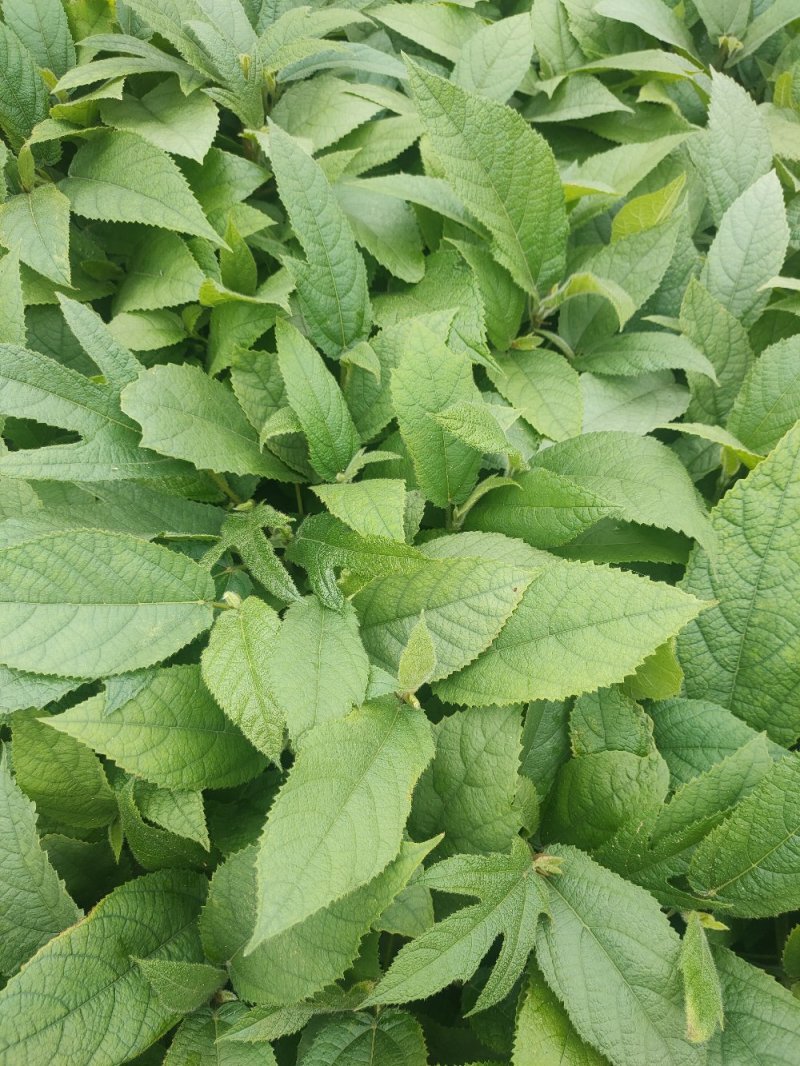 【优质】五指毛桃种苗，专业种植技术、产量高！大量收购鲜货