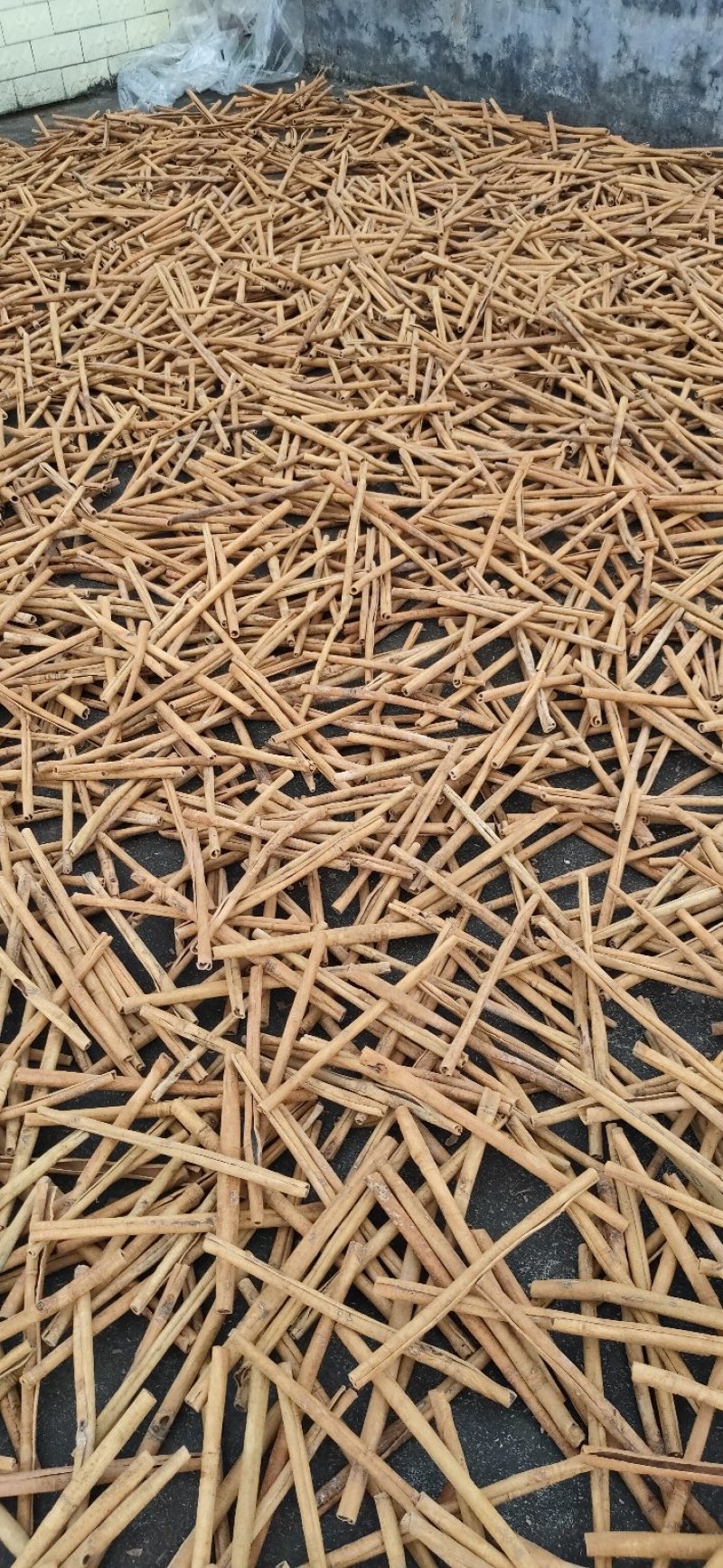 烟仔桂