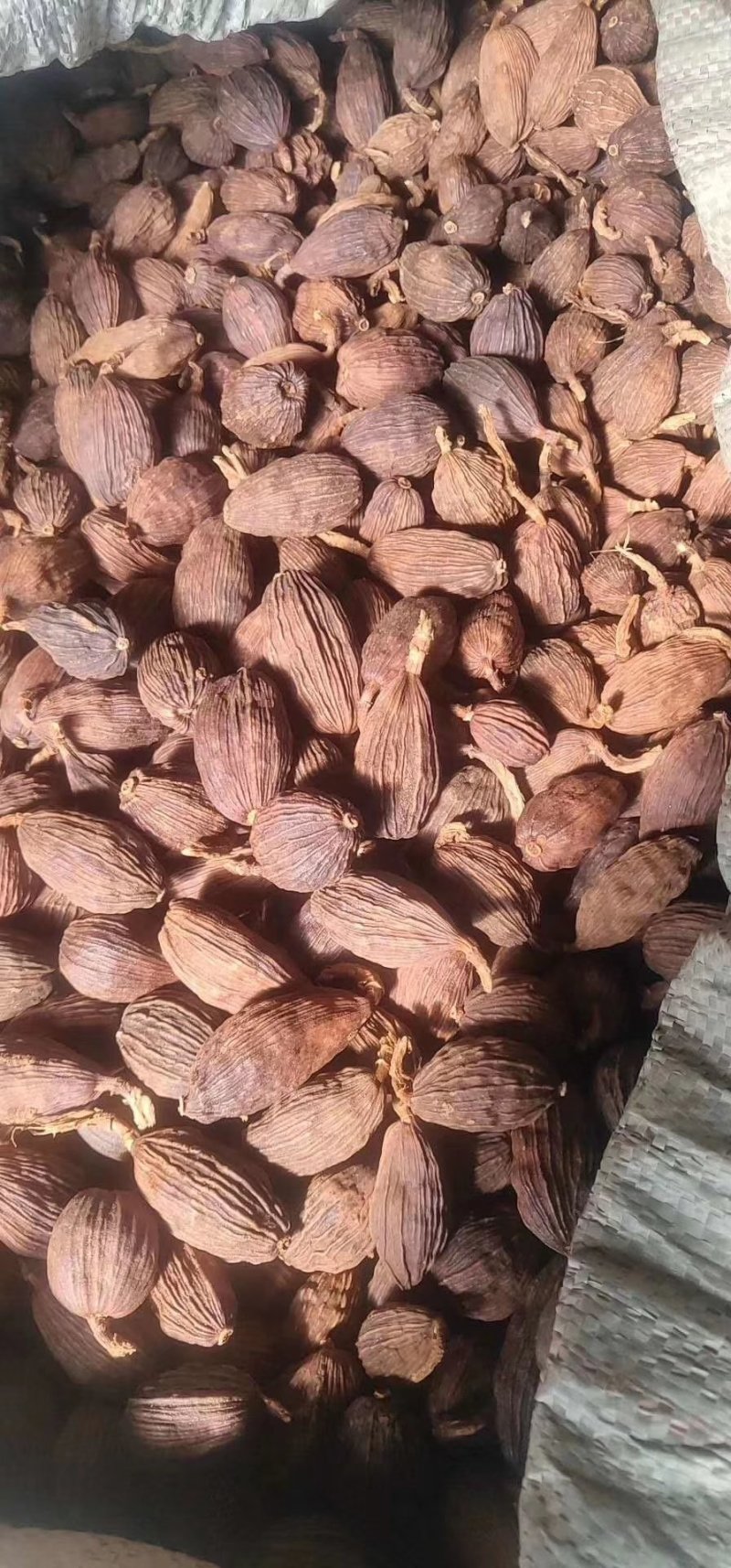 草果草果草果草果早果草果
