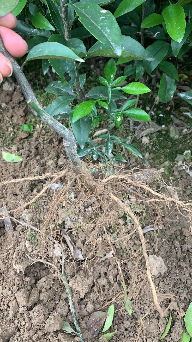 精品沃柑地苗产地直供欢迎选购量大从优！