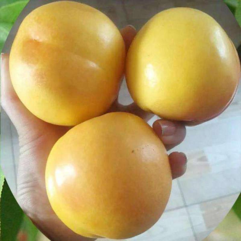 【黄油桃】乐亭精品中油黄金油桃黄油桃全国发货欢迎来电
