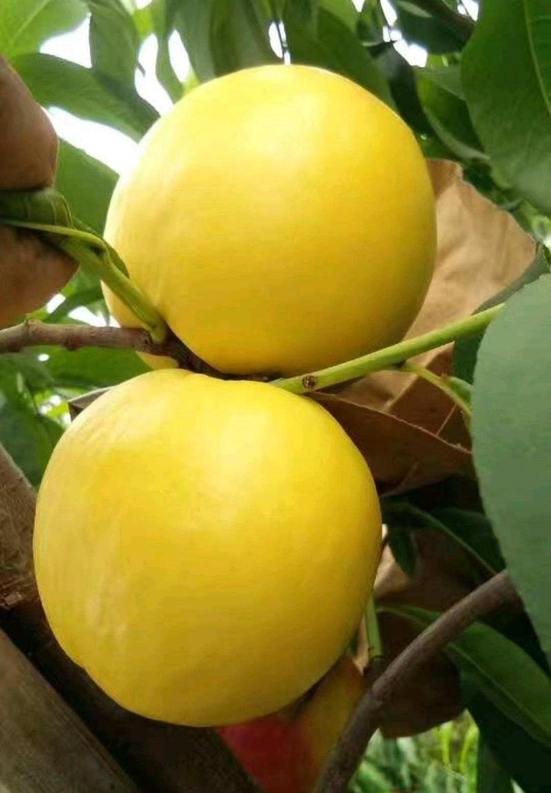 【黄油桃】乐亭精品中油黄金油桃黄油桃全国发货欢迎来电
