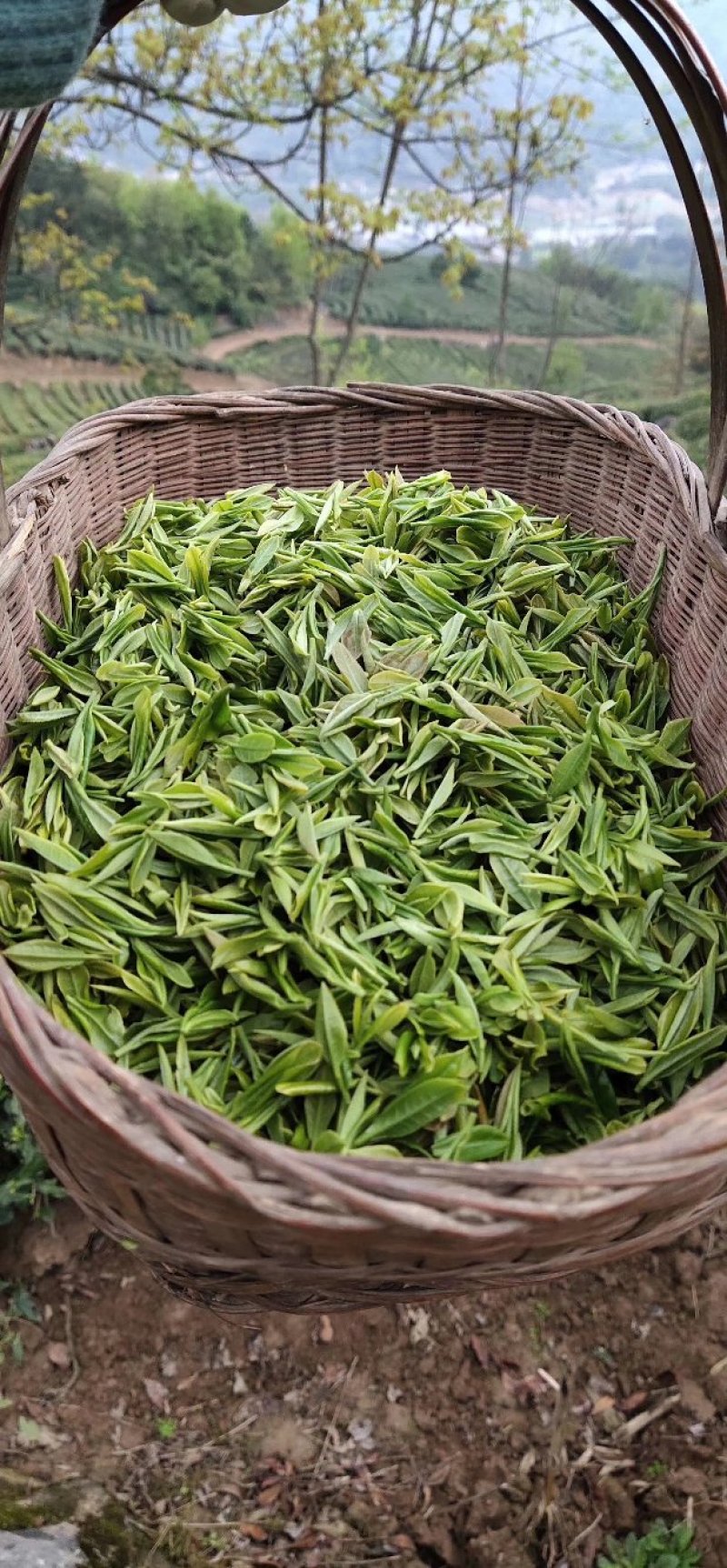 陕西汉中西乡高山云雾绿茶
