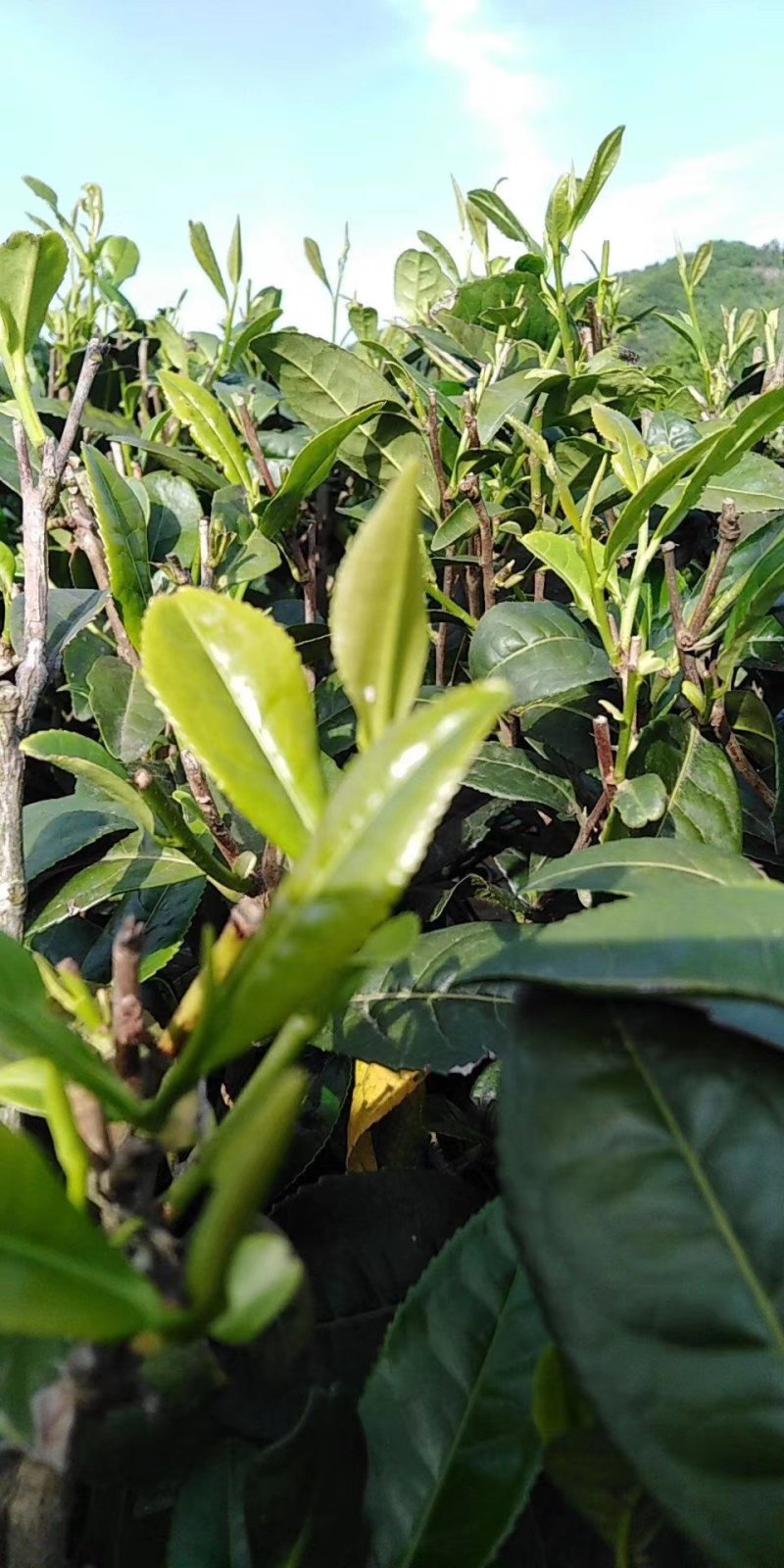 陕西汉中西乡高山云雾绿茶