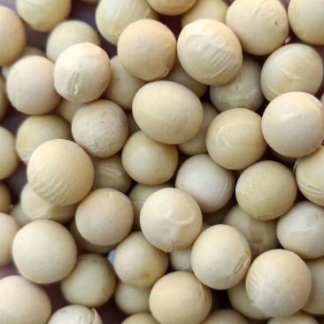 大豆大豆大豆大豆大豆大豆大豆大豆大豆