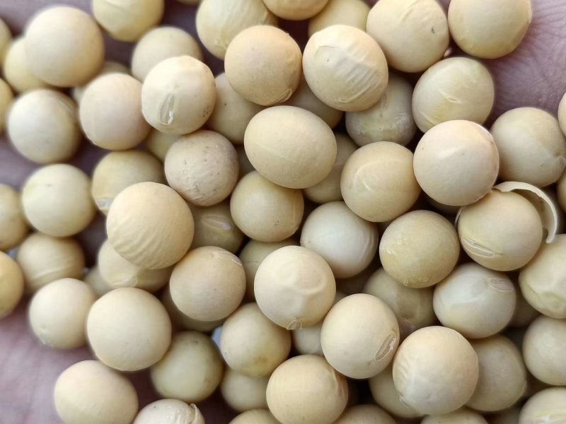 大豆大豆大豆大豆大豆大豆大豆大豆大豆