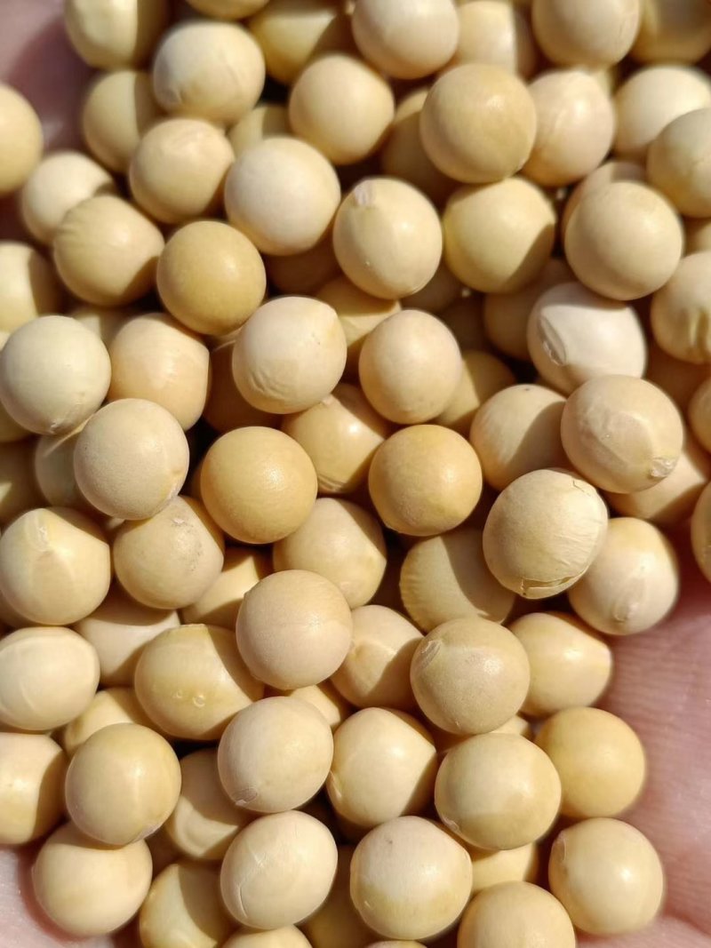 大豆大豆大豆大豆大豆大豆大豆大豆大豆