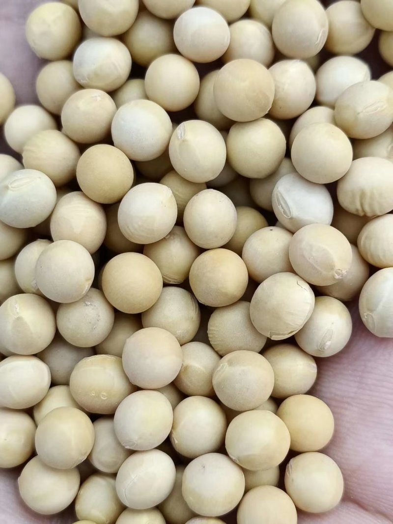大豆大豆大豆大豆大豆大豆大豆大豆大豆