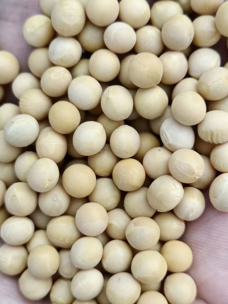 大豆大豆大豆大豆大豆大豆大豆大豆大豆