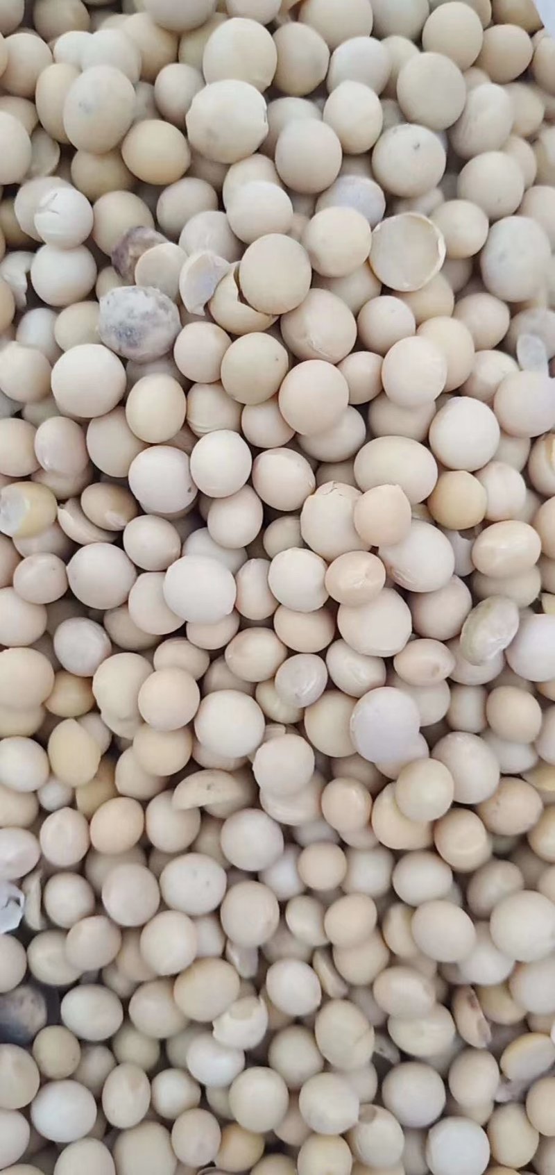 大豆大豆大豆大豆大豆大豆大豆大豆大豆