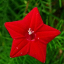 羽叶茑萝种子五角星花种籽圆叶鸢萝种子四季室内外爬藤盆