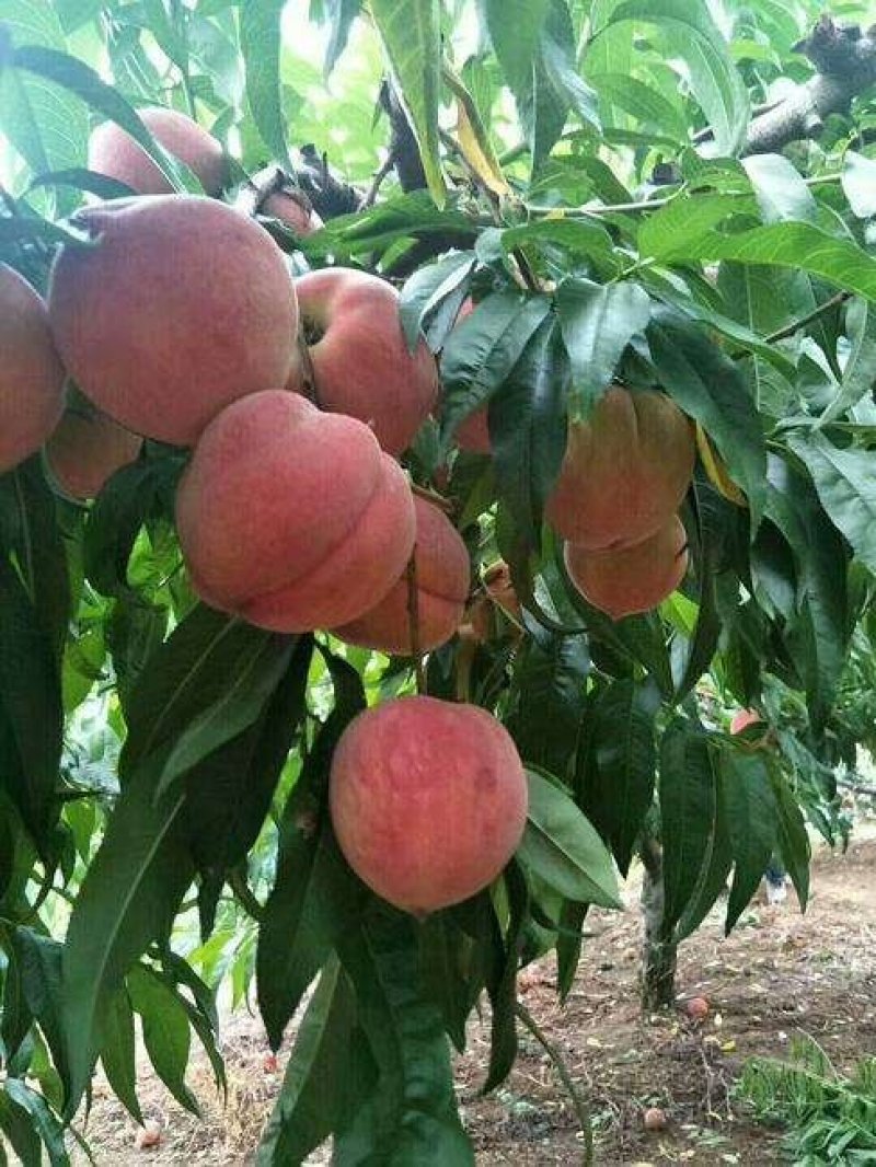 大荔县露天各种毛、油蟠桃正在热卖中(代发、代办)基地直发