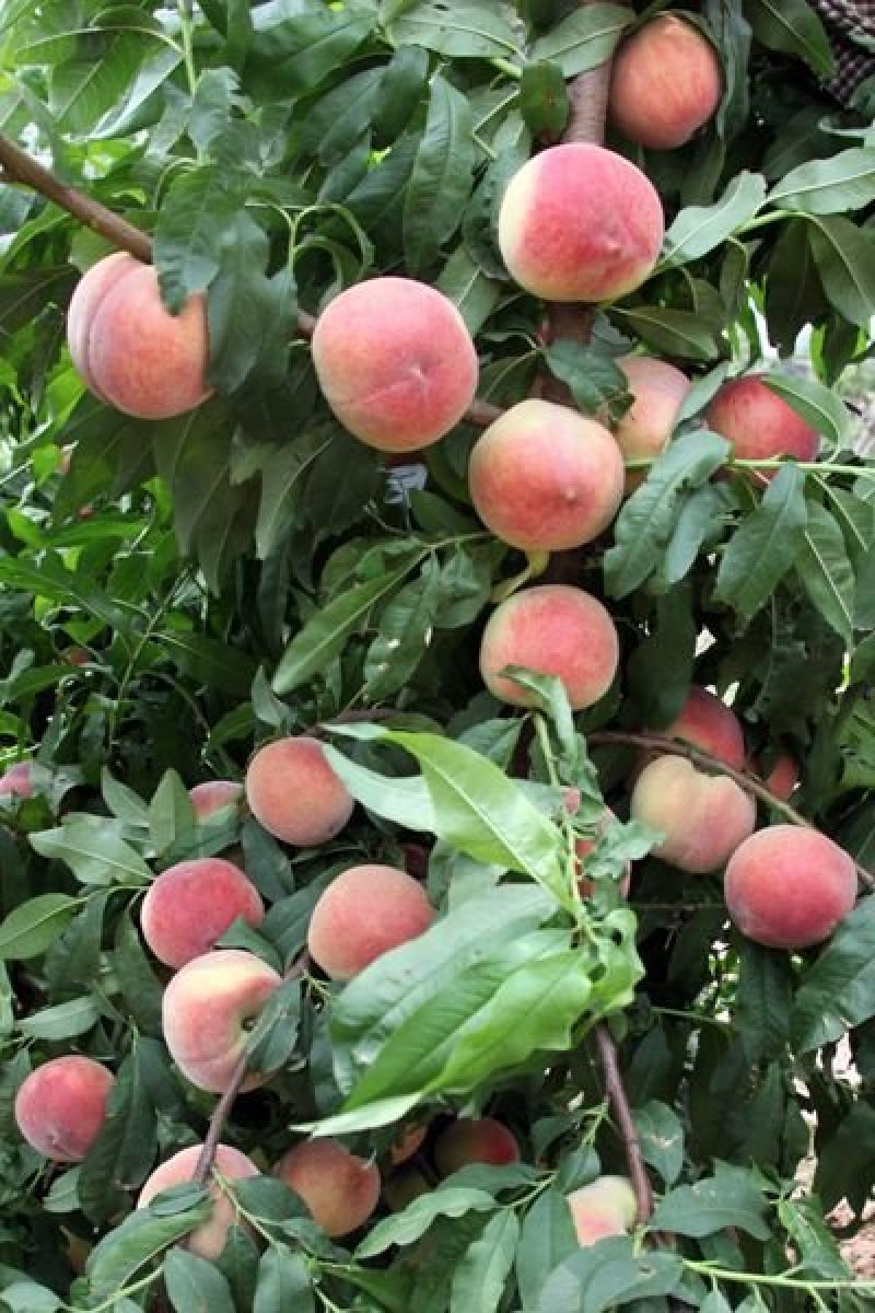 大荔县露天各种毛、油蟠桃正在热卖中(代发、代办)基地直发
