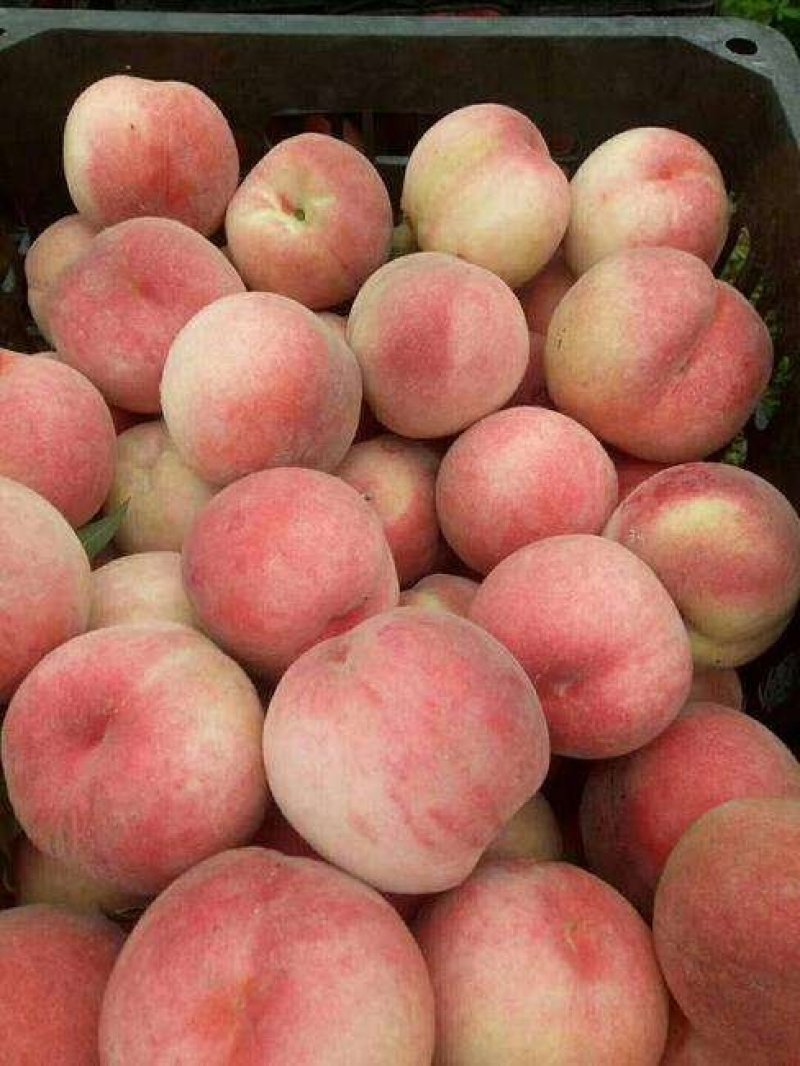 大荔县露天各种毛、油蟠桃正在热卖中(代发、代办)基地直发
