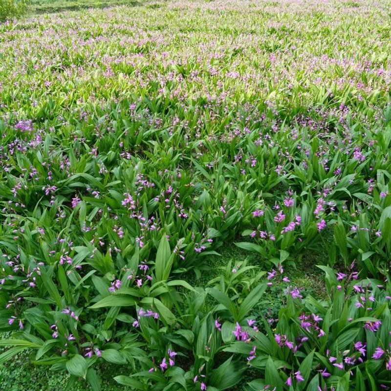 紫花三叉优质白芨苗，采购一万株送一千株。
