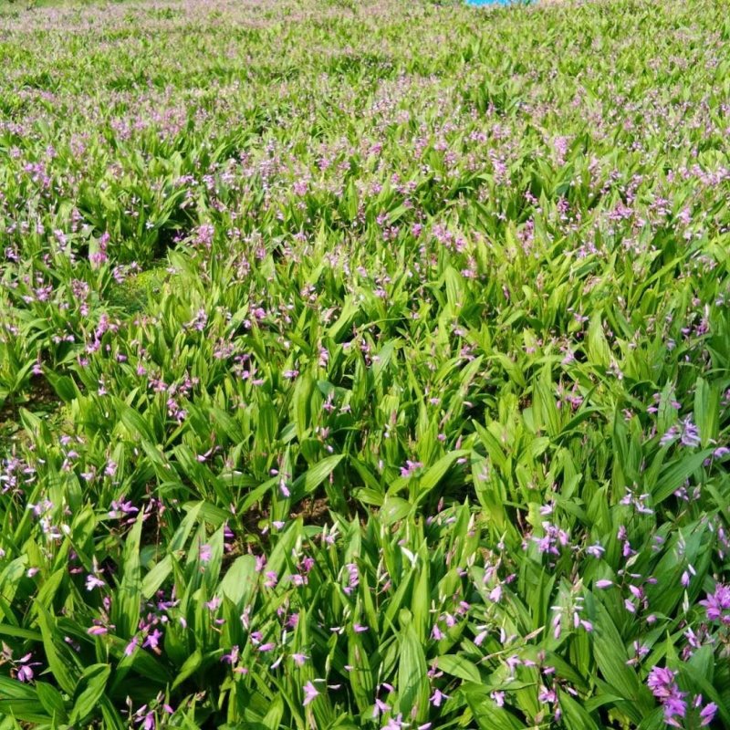 紫花三叉优质白芨苗，采购一万株送一千株。