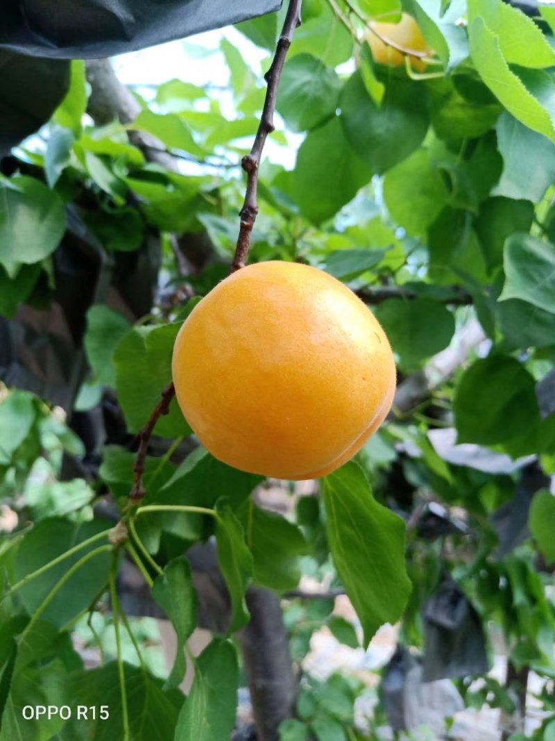 杏陕西金太阳杏大，金太阳杏价格金太阳杏基地，批发价格