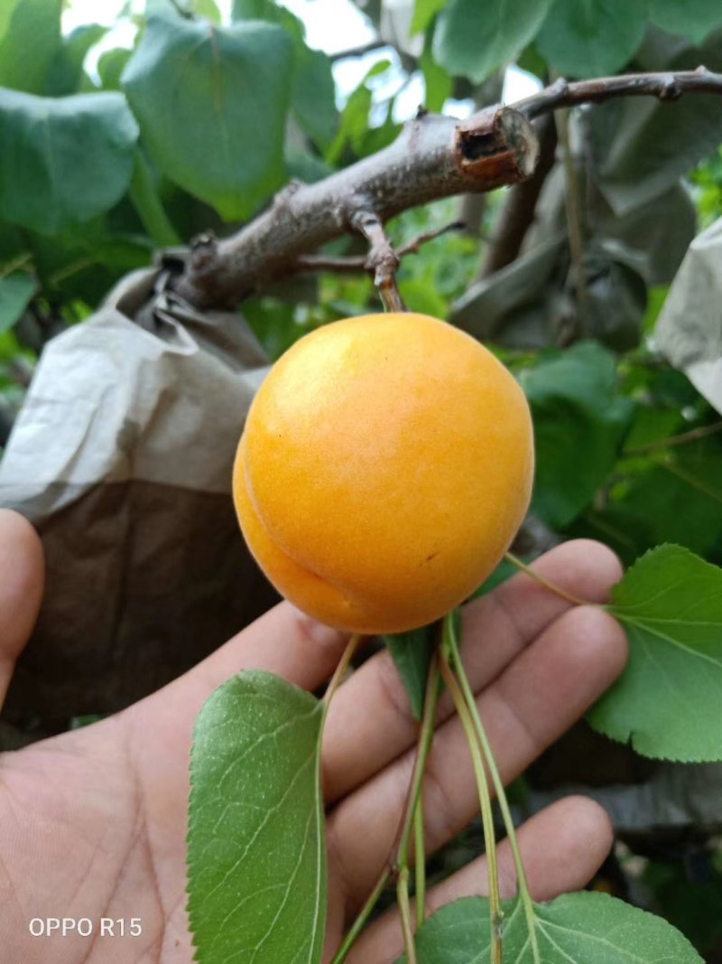 杏陕西金太阳杏大，金太阳杏价格金太阳杏基地，批发价格
