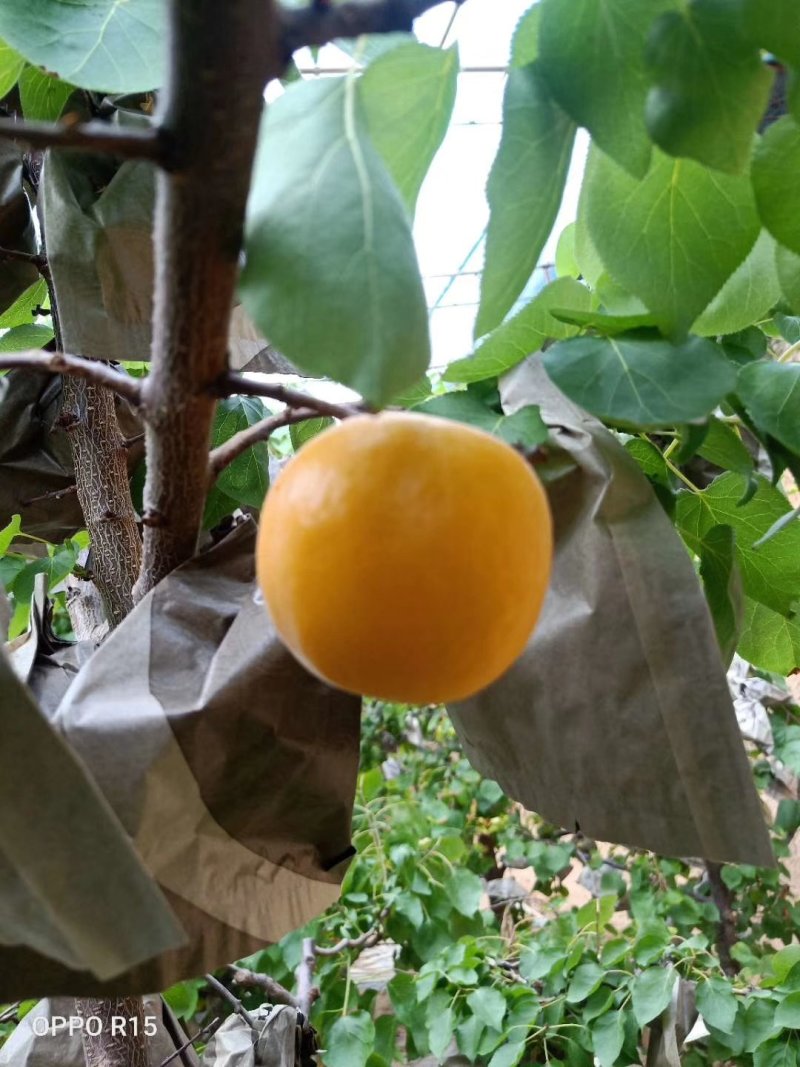 杏陕西金太阳杏大，金太阳杏价格金太阳杏基地，批发价格